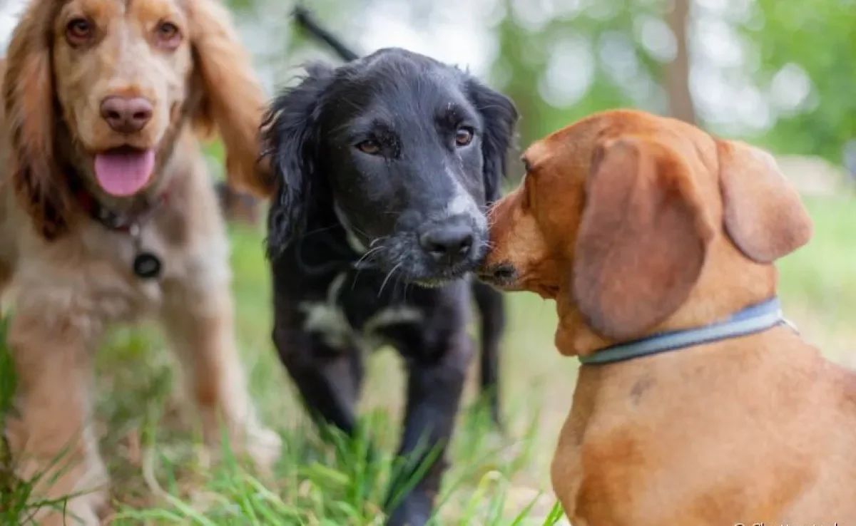 Socialização para Cães com Histórico de Problemas Comportamentais - inspiração 1