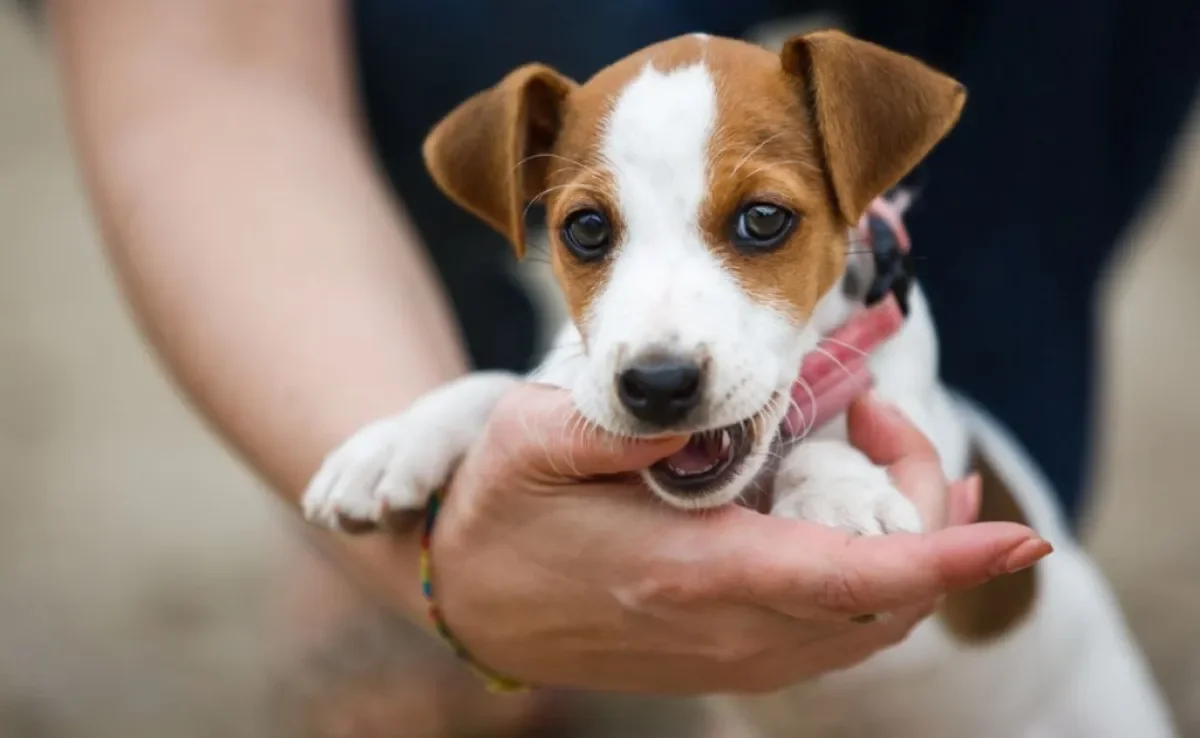 O Cachorro como Símbolo de Lealdade e Proteção em Sonhos - inspiração 1