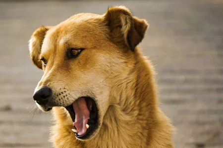 Mordida na Perna: Sente que Algo ou Alguém Está te Impedindo? - inspiração 2