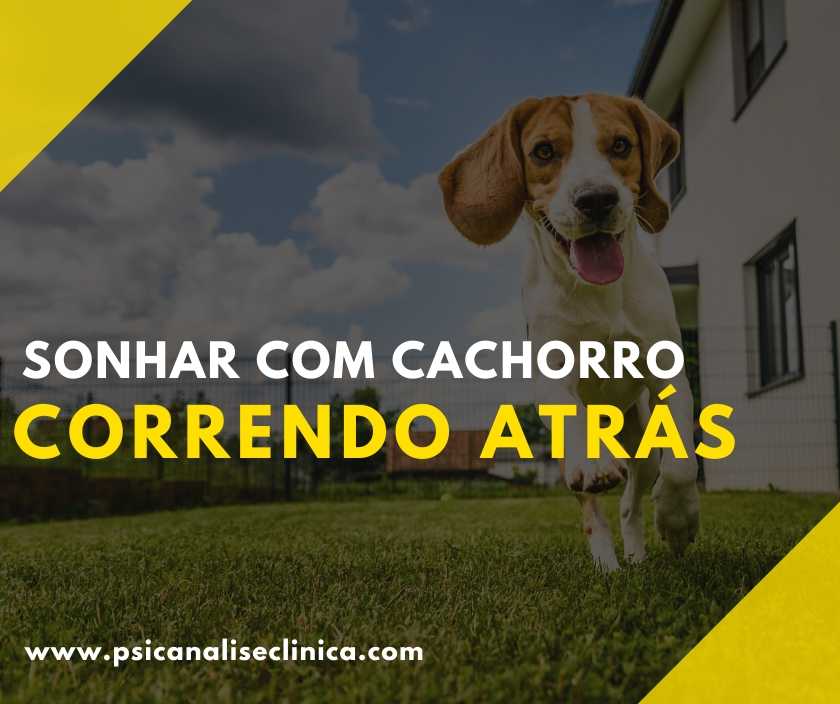 Cachorro Desconhecido Mordendo: Insegurança Diante de Novas Situações - inspiração 2