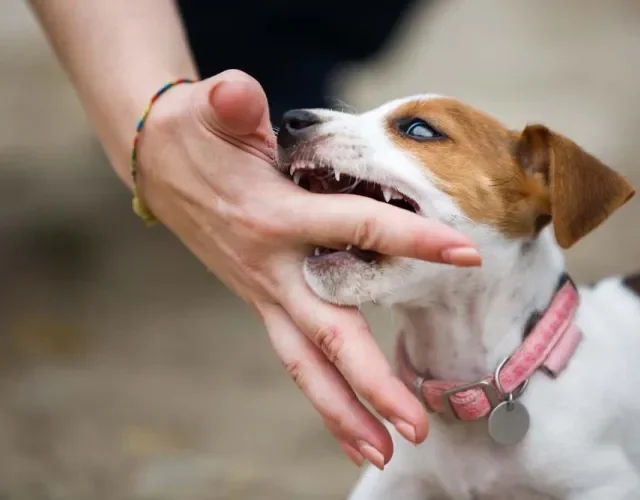 O Contexto da Mordida: Raiva, Brincadeira ou Ataque Selvagem? - inspiração 1
