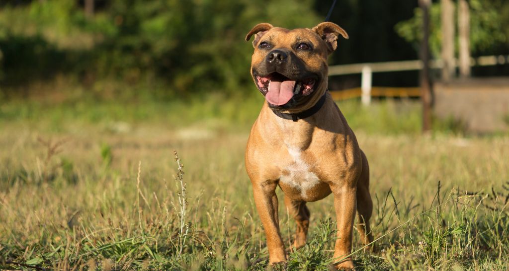 A Origem e História do Staffordshire Bull Terrier - inspiração 2