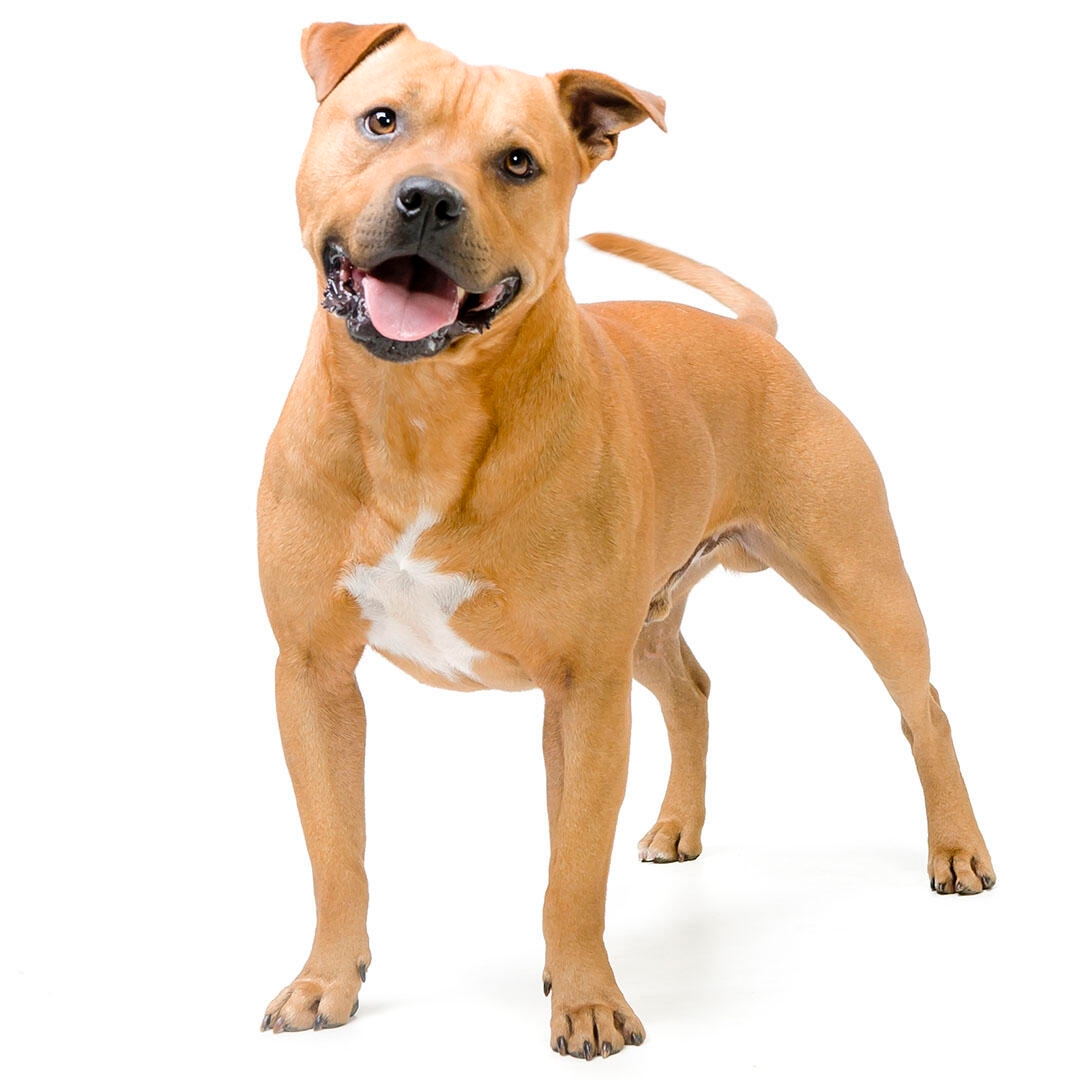 Mitos e Verdades Sobre o Staffordshire Bull Terrier - inspiração 2