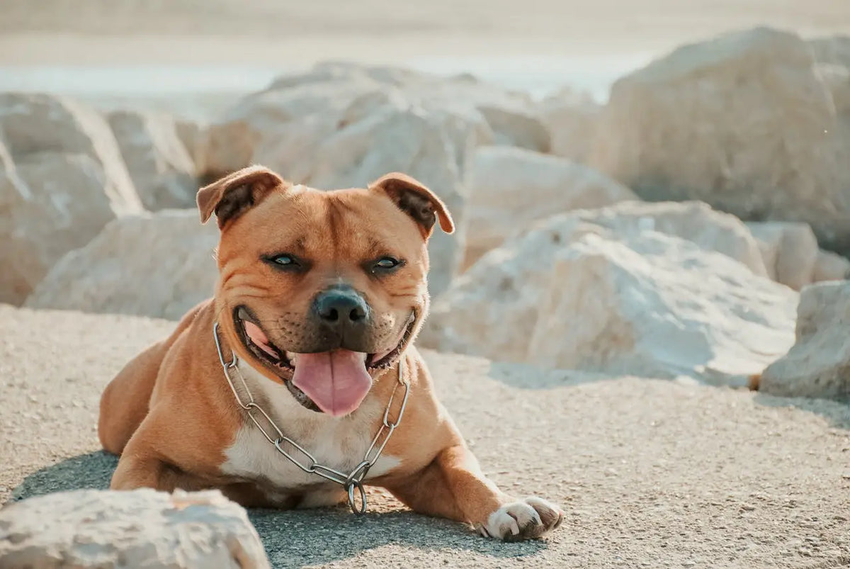 O Papel do 'Staffy' na Família Moderna - inspiração 1