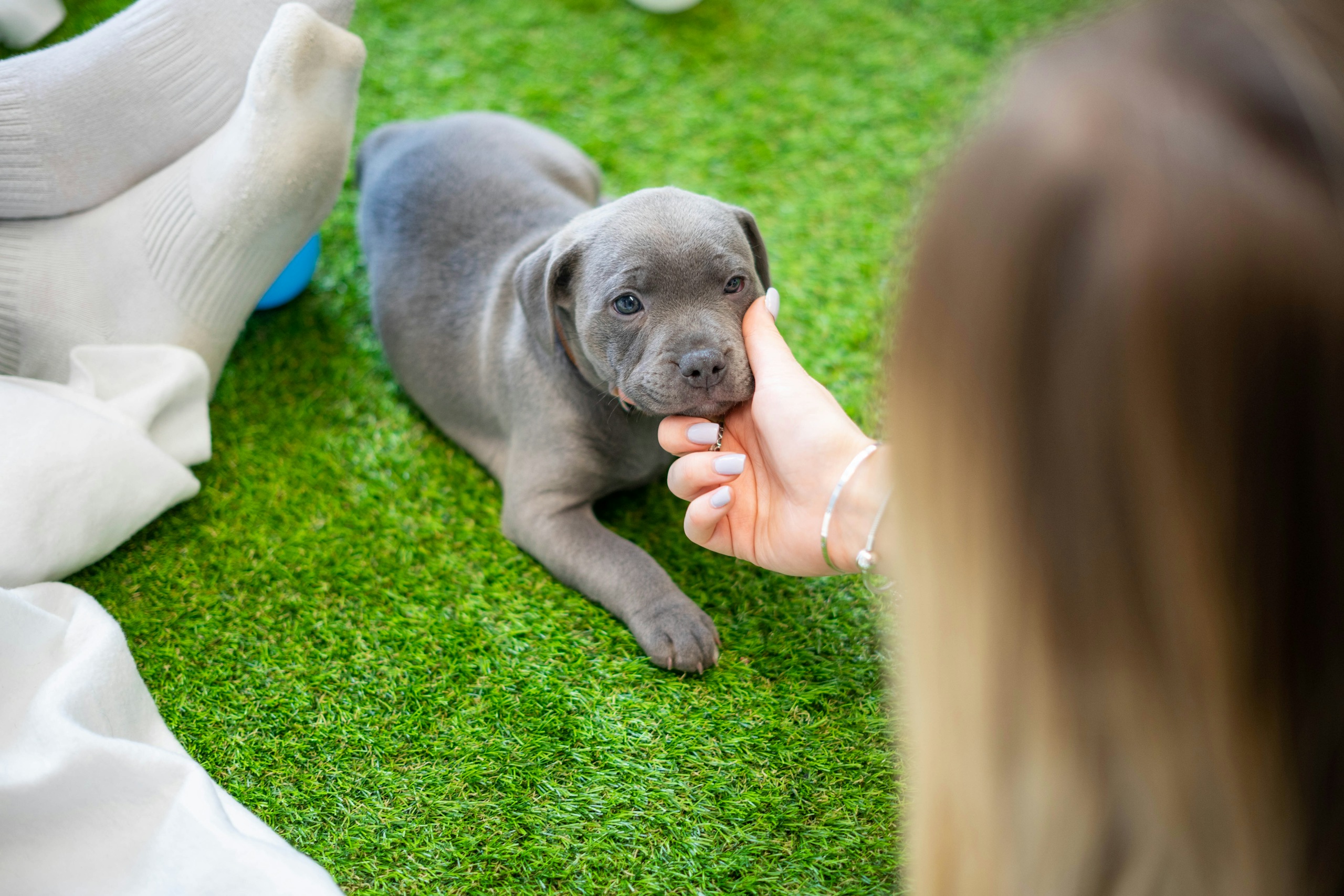 O Papel do 'Staffy' na Família Moderna - inspiração 2