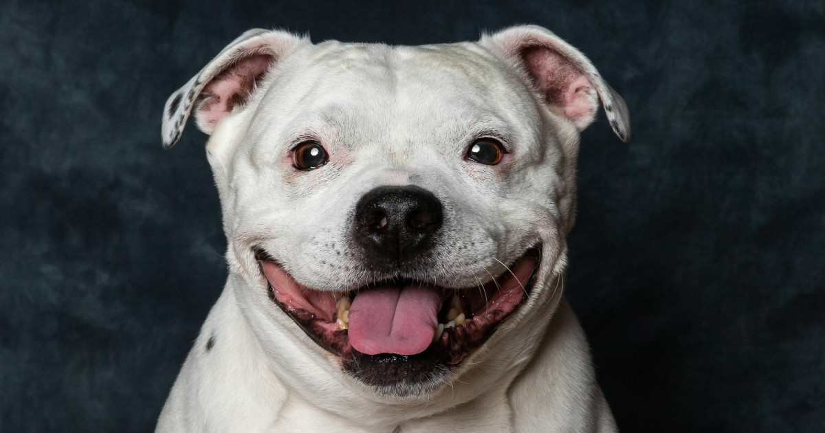 Adaptação a Ambientes: Do Apartamento à Casa Grande - inspiração 2