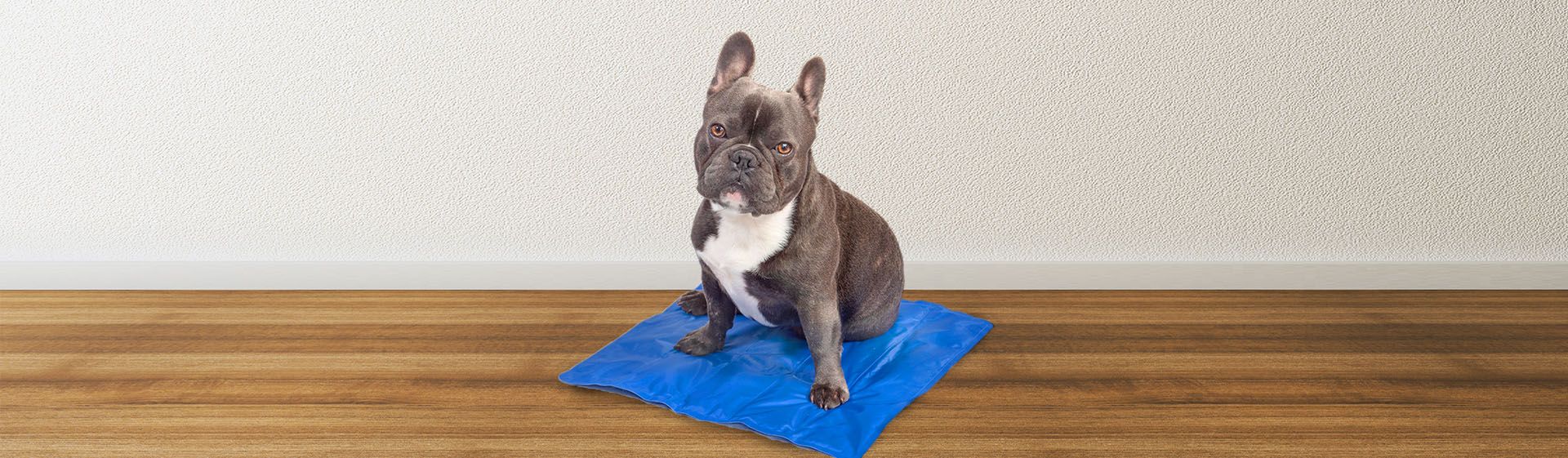 Cuidados extras para garantir a segurança do seu pet - inspiração 2