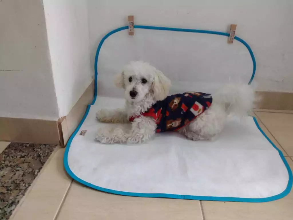 Ideal para Filhotes e Idosos: Segurança e Conforto em Todas as Fases - inspiração 1