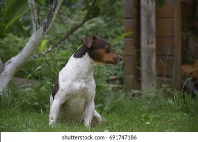 Mitos e Verdades Sobre o Cão Brasileiro: Desmistificando a Raça - inspiração 2