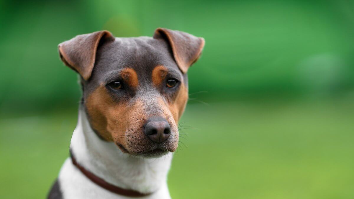 Características Físicas: O Que Esperar do Seu Brasileiro - inspiração 1