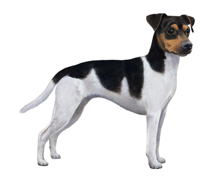 Temperamento: Um Cão Inteligente e Cheio de Personalidade - inspiração 1