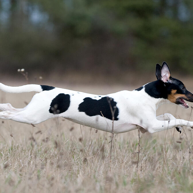 Atividades e Exercícios: Mantendo Seu Brasileiro Ativo e Feliz - inspiração 1