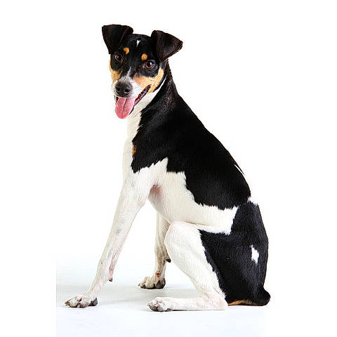 O Terrier Brasileiro é o Cão Ideal para Você? Avalie o Estilo de Vida - inspiração 1
