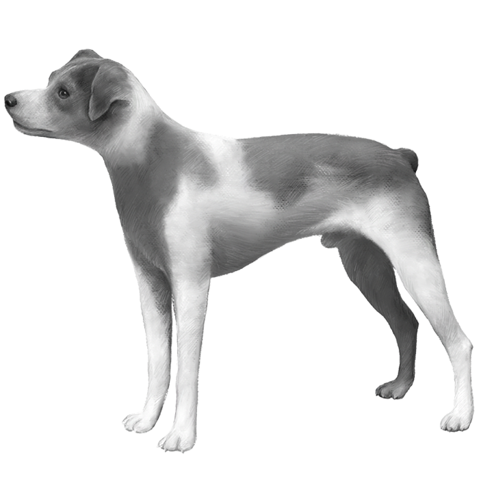 Como Encontrar um Filhote de Terrier Brasileiro Saudável e Responsável - inspiração 2