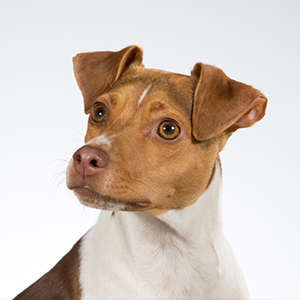 A Relação do Brasileiro com Crianças e Outros Animais: O Que Saber - inspiração 2