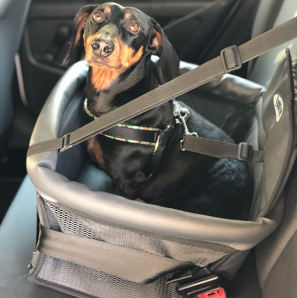 As Regras do CTB para Transportar Seu Cão (E Evitar Multas!)