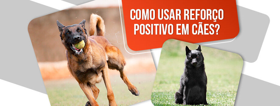 Timing é Tudo: A Janela de Oportunidade no Treinamento - inspiração 2