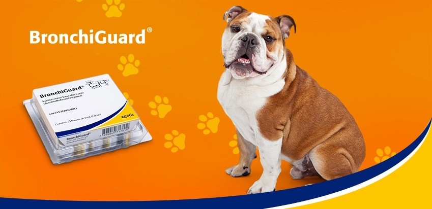 O Que Exatamente é a Gripe Canina? - inspiração 1