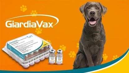 Por Que Seu Cão Precisa da Vacina Contra Gripe? - inspiração 2