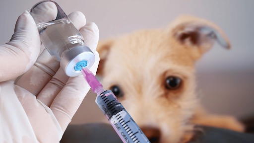 Onde Encontrar e Quem Pode Aplicar a Vacina? - inspiração 2