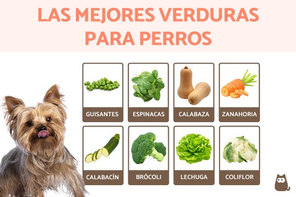 Brócolis: Fonte de Fibras e Antioxidantes (com moderação!) - inspiração 1