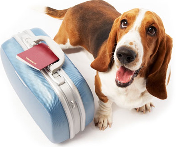 Vacinação e Saúde: Garantindo a Bem-Estar do Seu Cão no Exterior - inspiração 1