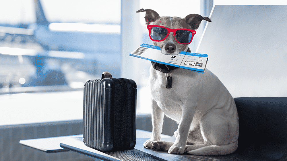 Certificados de Saúde e Trânsito Animal: O Que São e Como Obter - inspiração 1