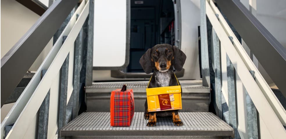 Certificados de Saúde e Trânsito Animal: O Que São e Como Obter - inspiração 2