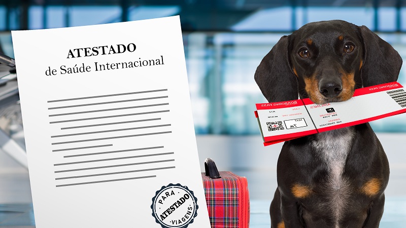 Cuidados com a Alimentação e Conforto Durante o Voo - inspiração 2