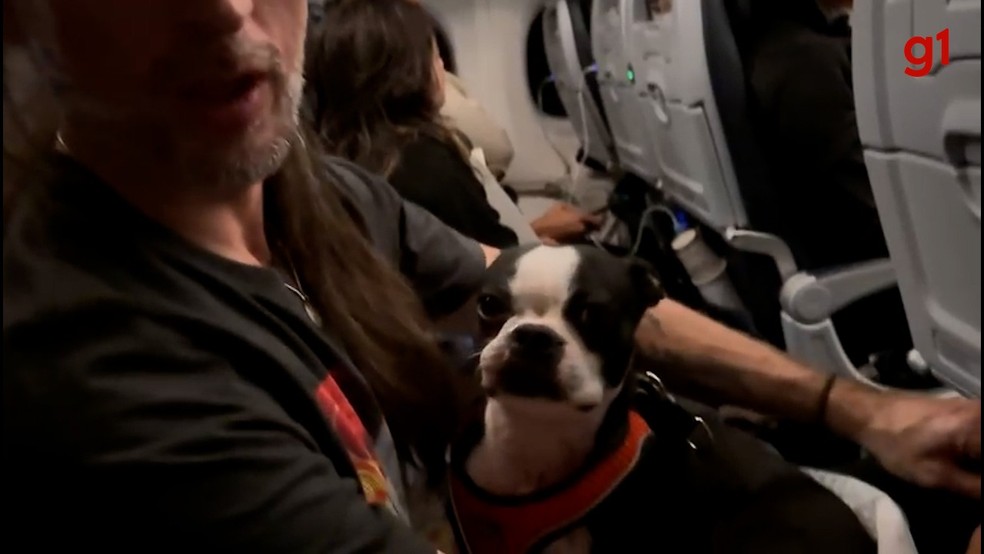 Escolhendo a Transportadora Certa: Conforto e Segurança em Primeiro Lugar - inspiração 2