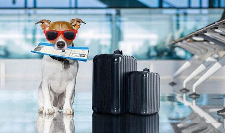 Regulamentações Locais: Conheça as Regras do País de Destino - inspiração 2