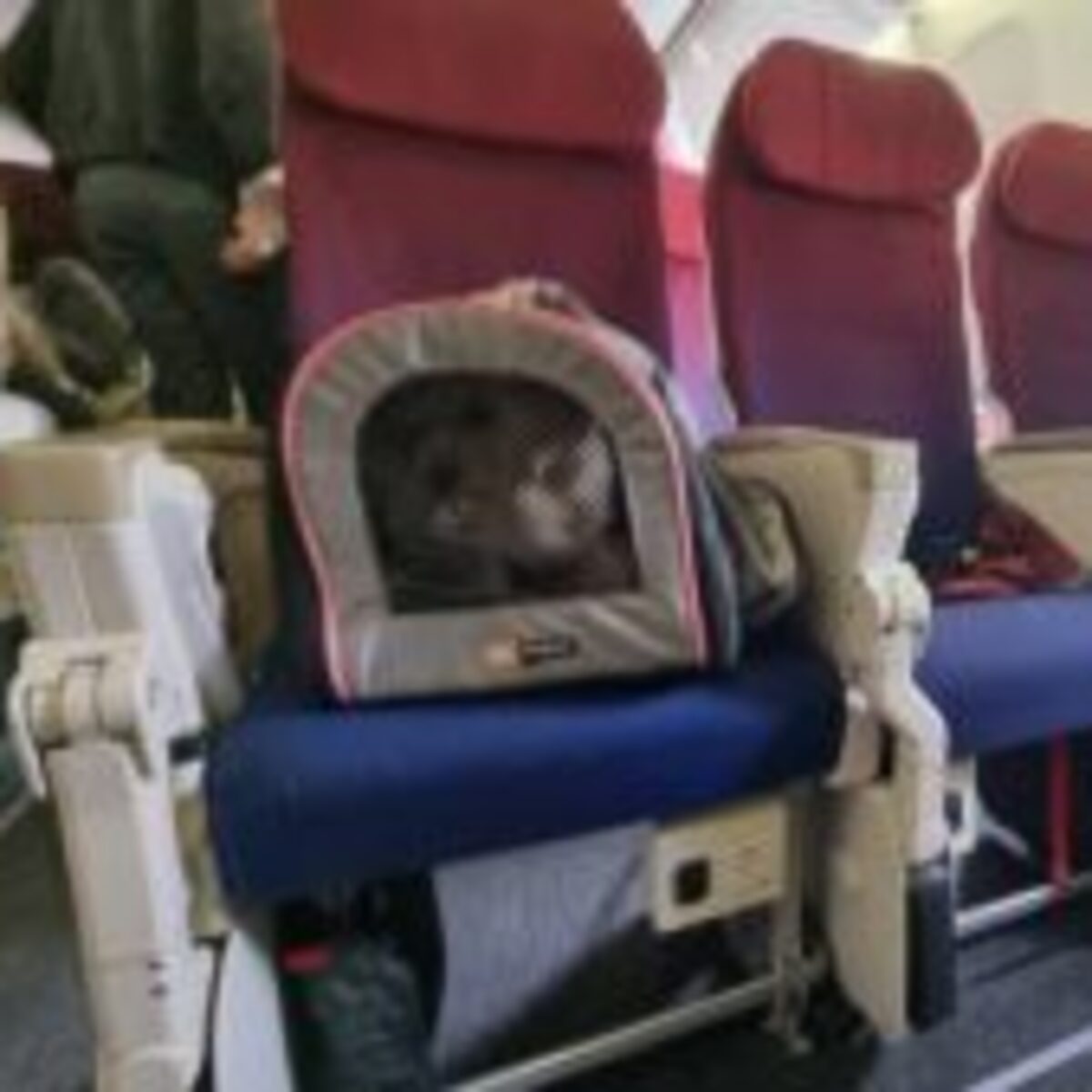 Seguro Viagem com Cobertura para Pet: Tranquilidade Extra - inspiração 2