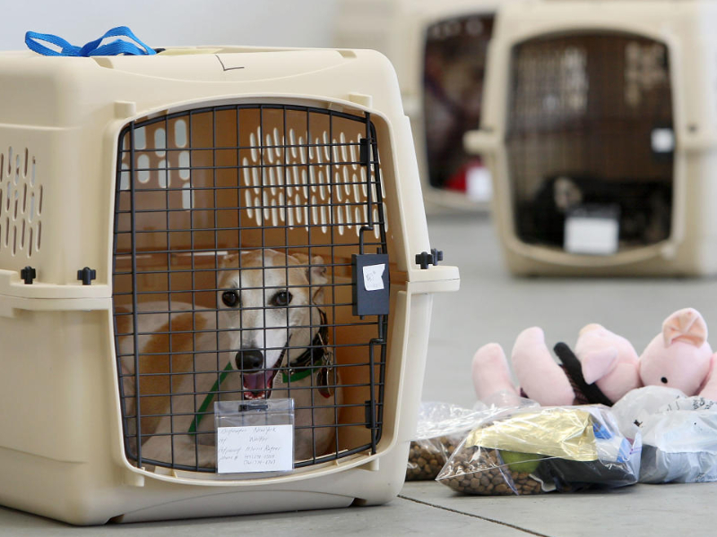 O Microchip ISO: Identificação Internacional Obrigatória - inspiração 1