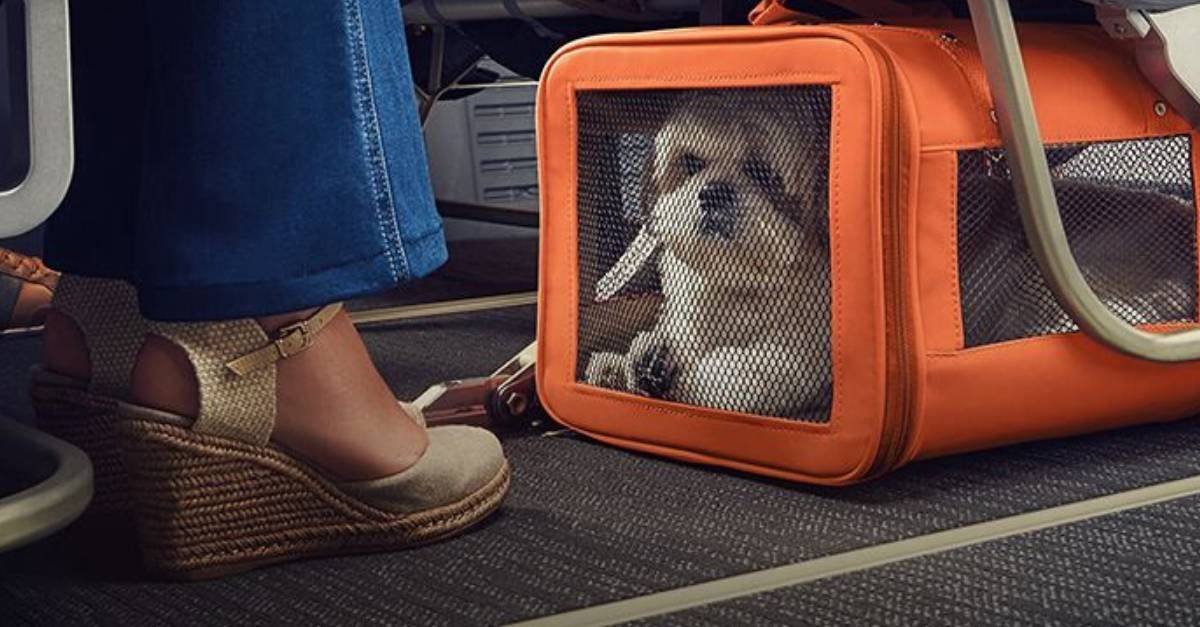 Autorização de Viagem: Documentação para Companhias Aéreas e Fronteira - inspiração 2