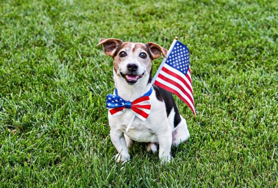 Visto Americano para o Tutor: Garantindo sua Entrada para Companhar seu Pet - inspiração 1