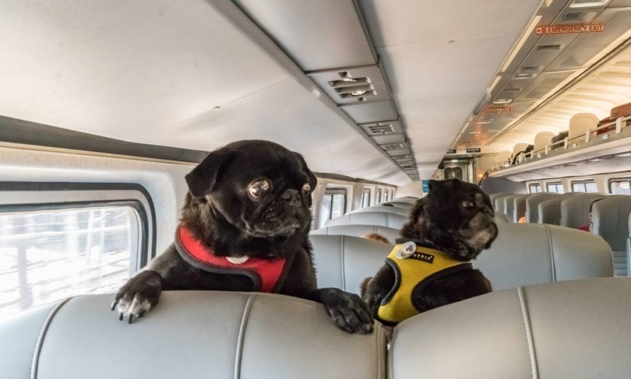 Visto Americano para o Tutor: Garantindo sua Entrada para Companhar seu Pet - inspiração 2