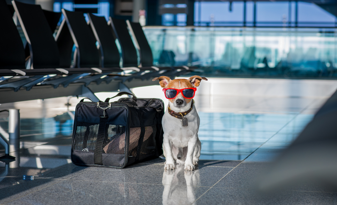 Pesquisando Companhias Aéreas: Políticas Específicas para Animais de Estimação - inspiração 2