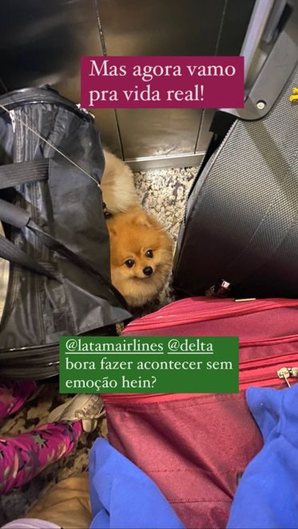 Planejando Rotas e Paradas: Conforto para Seu Melhor Amigo - inspiração 2