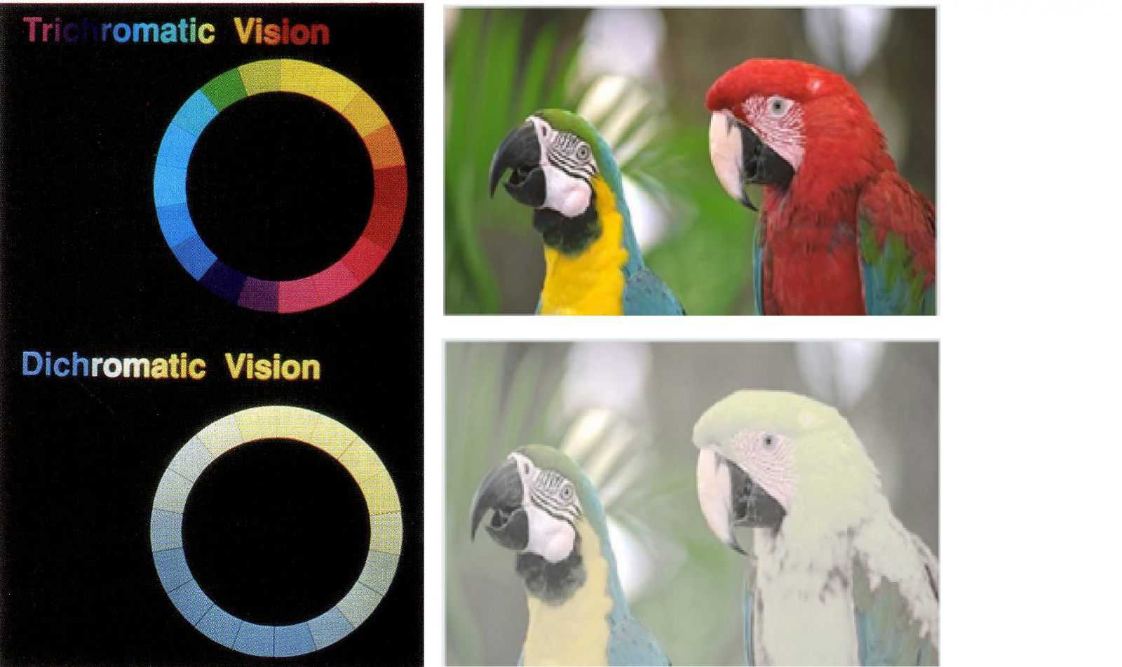 A Visão Canina Comparada à Humana: Cores e Detalhes - inspiração 1