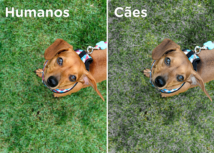 O Campo de Visão dos Cães: Ampliado ou Limitado? - inspiração 1