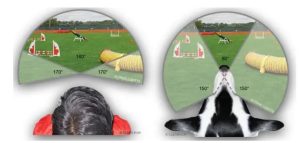 O Campo de Visão dos Cães: Ampliado ou Limitado? - inspiração 2