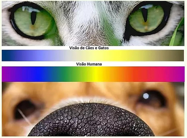Visão Noturna Canina: Uma Vantagem Evolutiva - inspiração 2