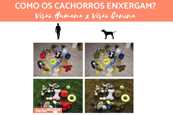 A Importância da Visão para a Comunicação Canina - inspiração 1