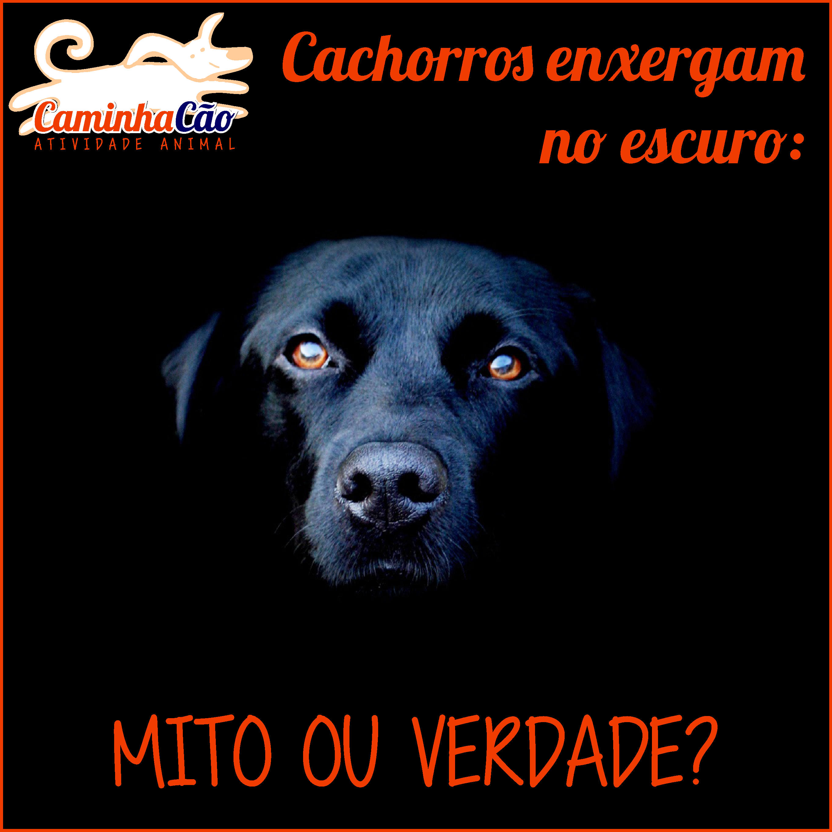 Problemas de Visão Comuns em Cães: Sinais de Alerta - inspiração 1