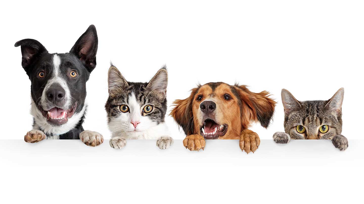 Aprimorando a Segurança e o Bem-Estar do Seu Cão - inspiração 2