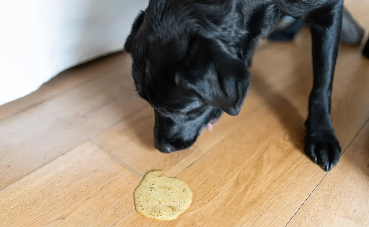Regurgitação vs. Vômito: Saiba a Diferença - inspiração 1