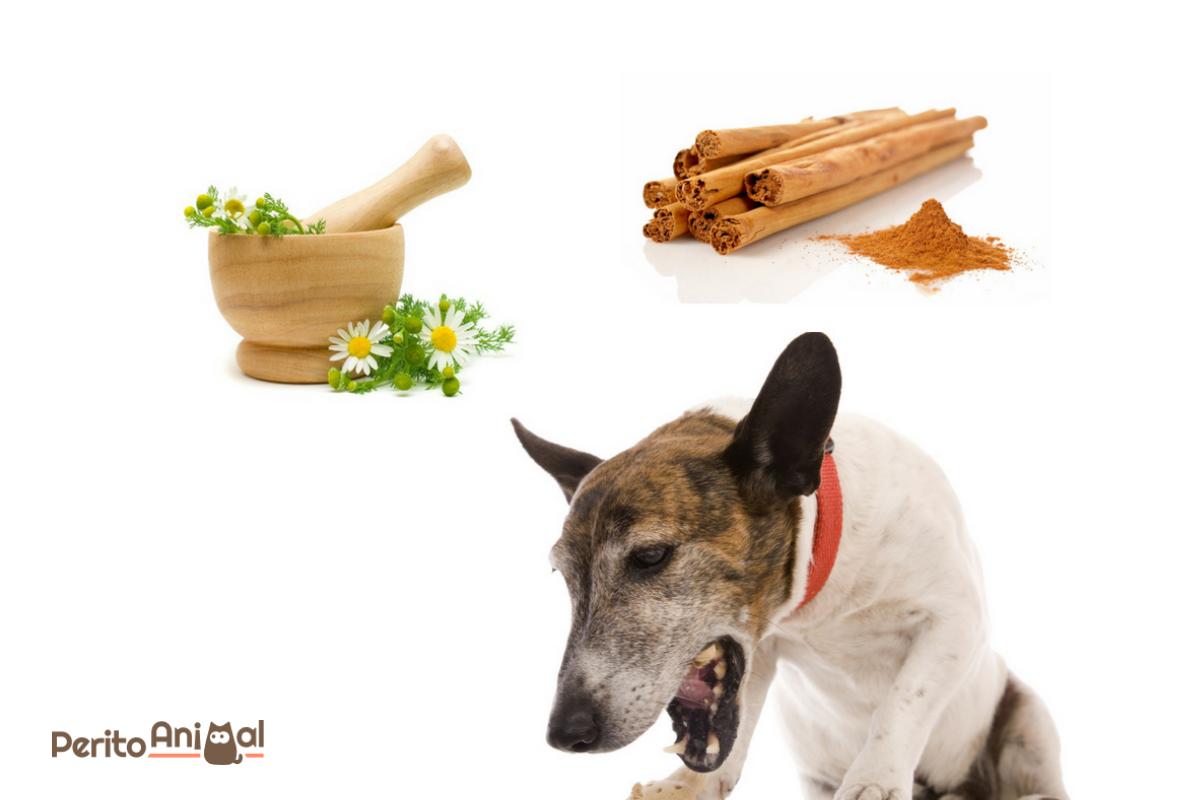 Gastrite e Úlceras: Inflamações que Causam Irritação - inspiração 2