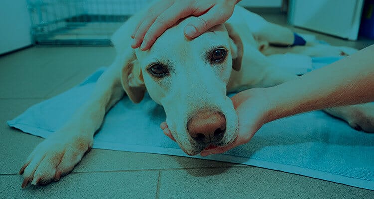 Parasitas Intestinais: Vermes Afetando a Saúde - inspiração 1