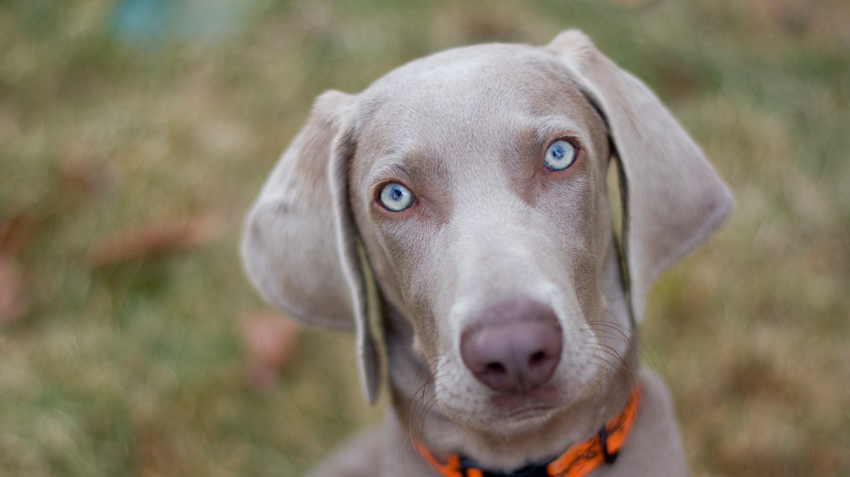 Acolhendo seu filhote de Weimaraner: Primeiros passos essenciais - inspiração 2
