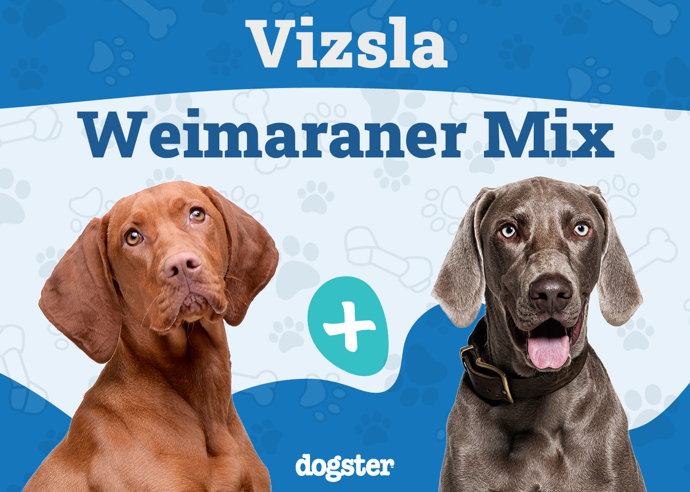 Envelhecendo com graça: Cuidados especiais para o Weimaraner sênior - inspiração 1